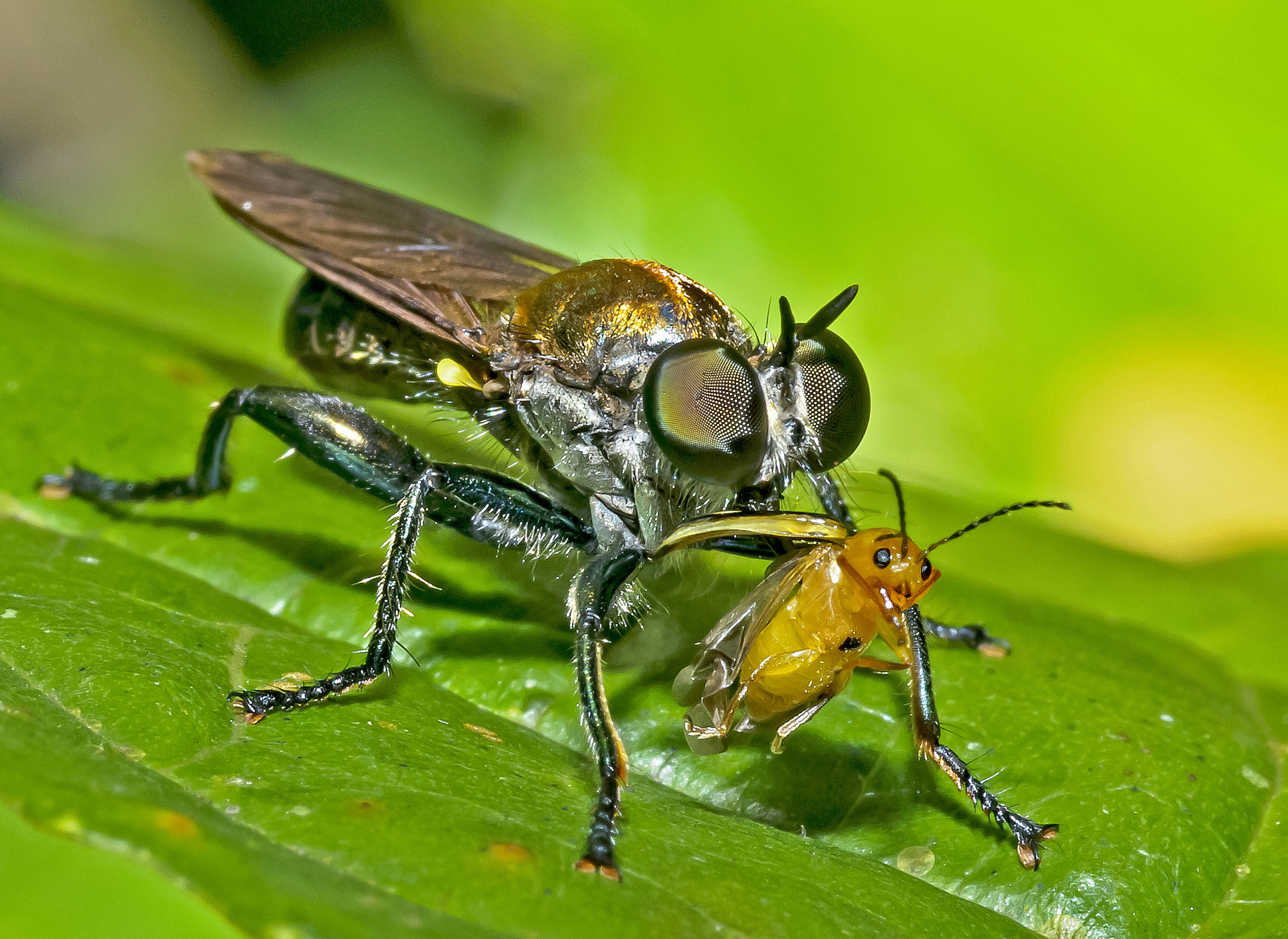 Fly eating a small beetle.